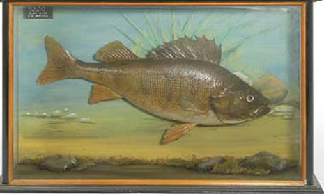 billcoxfish[3].JPG